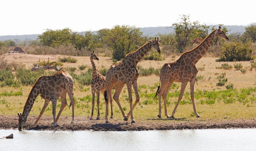 Naturschutz In Namibia Eine Erfolgsgeschichte