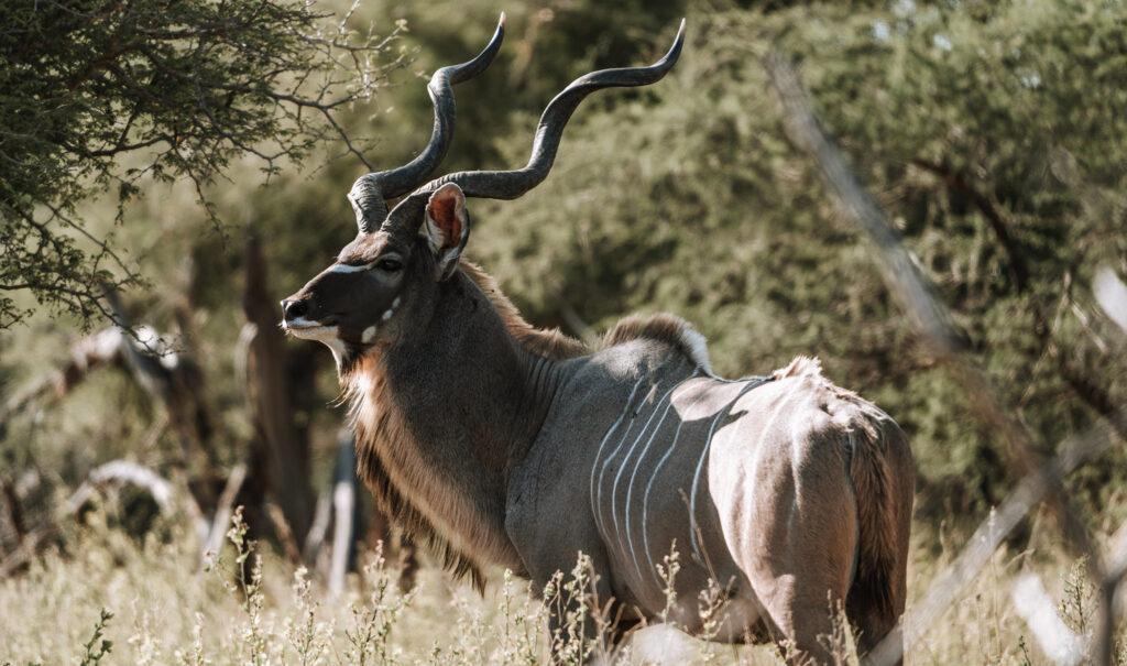 Best game viewing destinations in Namibia Namibia Experience