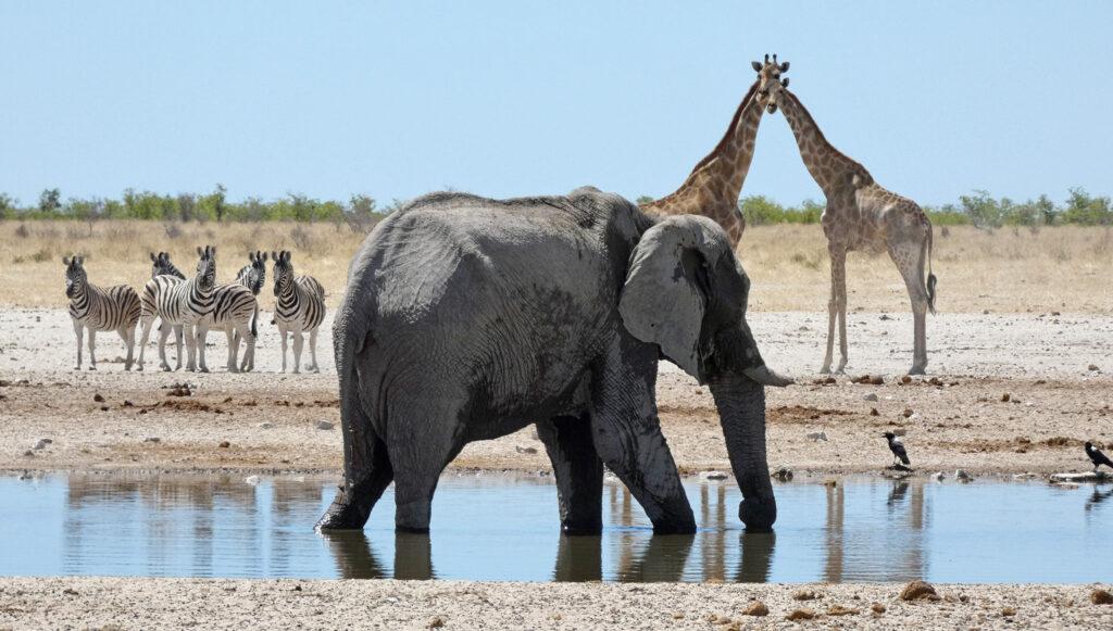 Etosha Nationalpark In Namiba Reisef hrer Reiseangebote etosha-nationalpark-in-namiba-reisef-hrer-reiseangebote