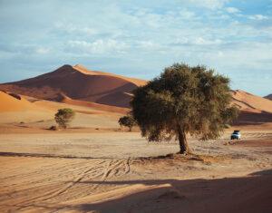 Namibische Wüstenlandschaft Kameldornbaum