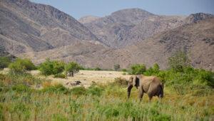 Elephant tracking Kaokoland