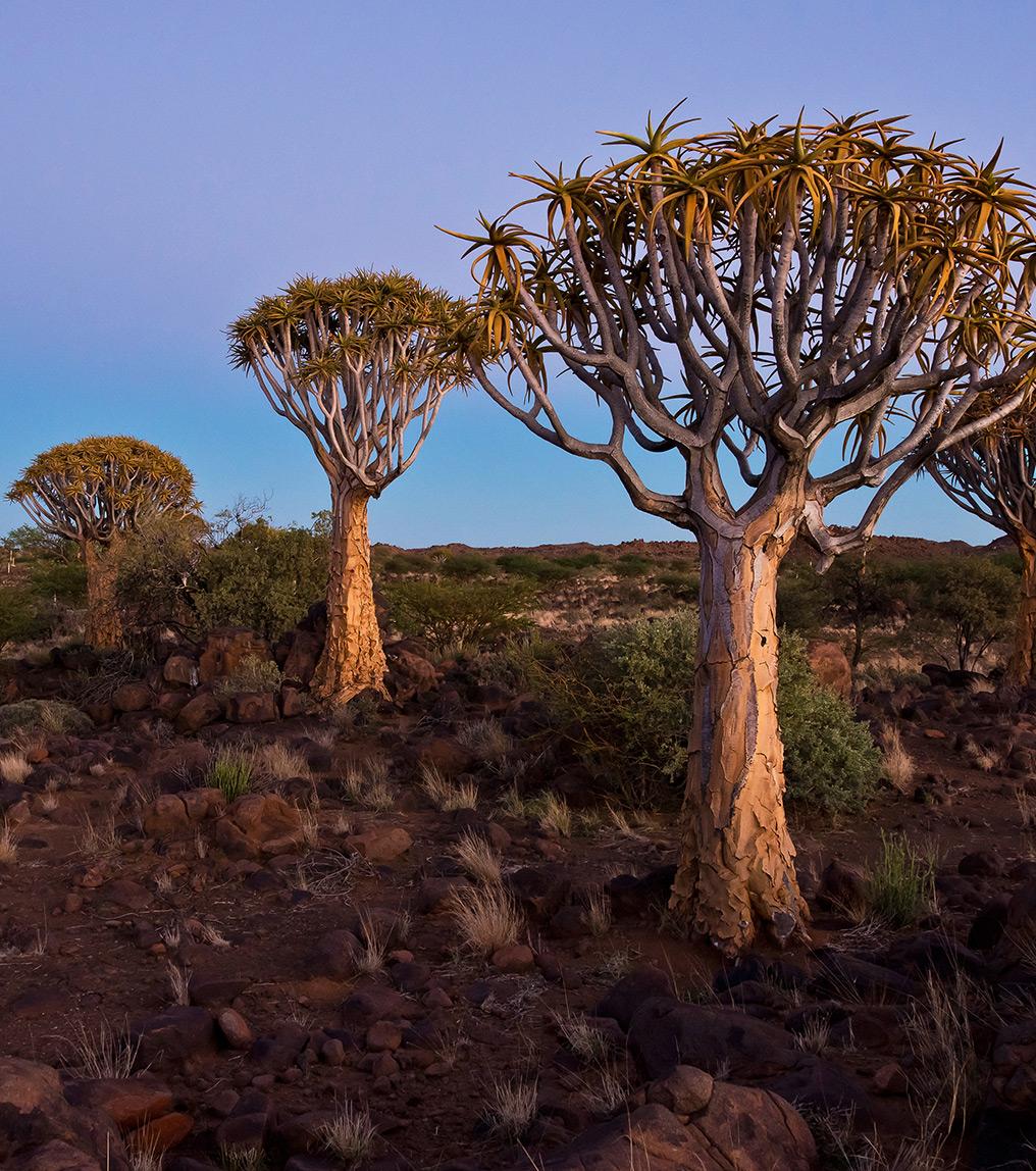 The Kalahari Desert in Namibia Safaris & Travel Guide