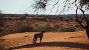 Cheetah in the shade of a tree in the Kalahari