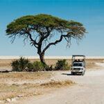 Acacia tree and safari vehicle in Etosha during the dry season