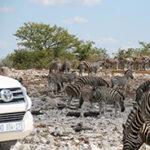 Zebras at waterhole
