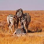 Zebras im Etosha-Nationalpark