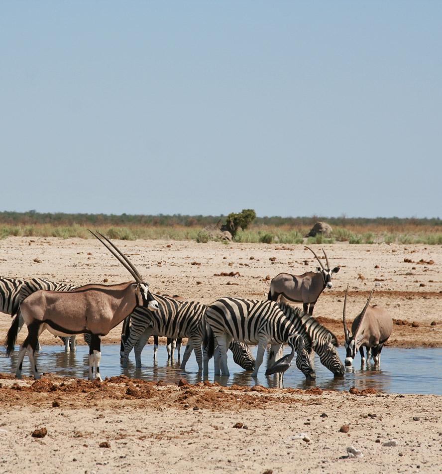 Etosha National Park
