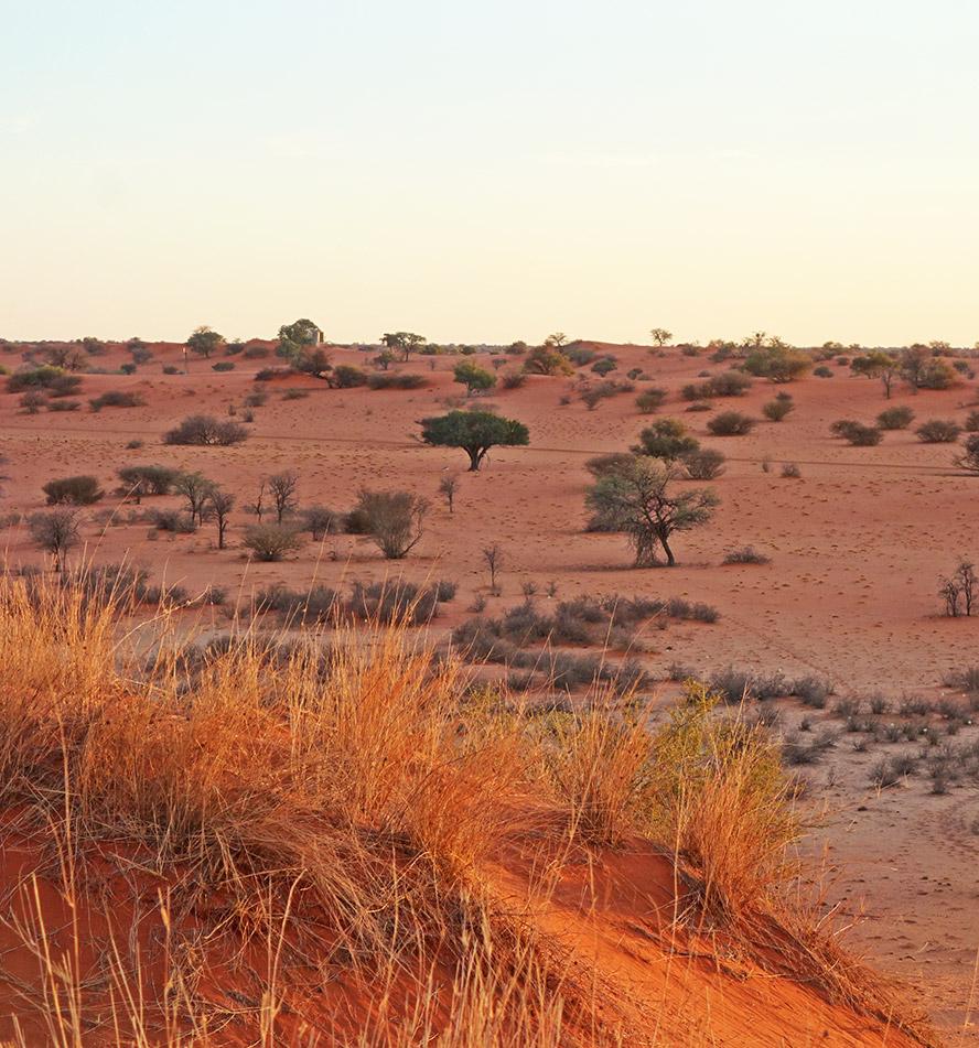 Kalahari