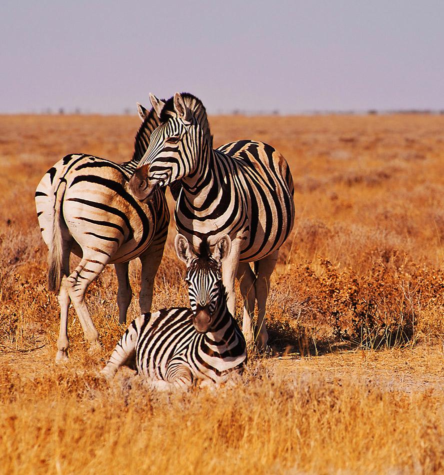 Etosha National Park
