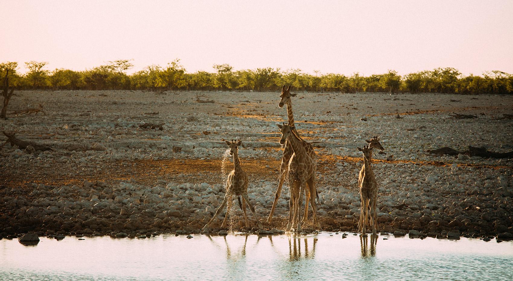 Giraffen an einer Wasserstelle im Etosha Nationalpark Giraffen an einer Wasserstelle im Etosha Nationalpark