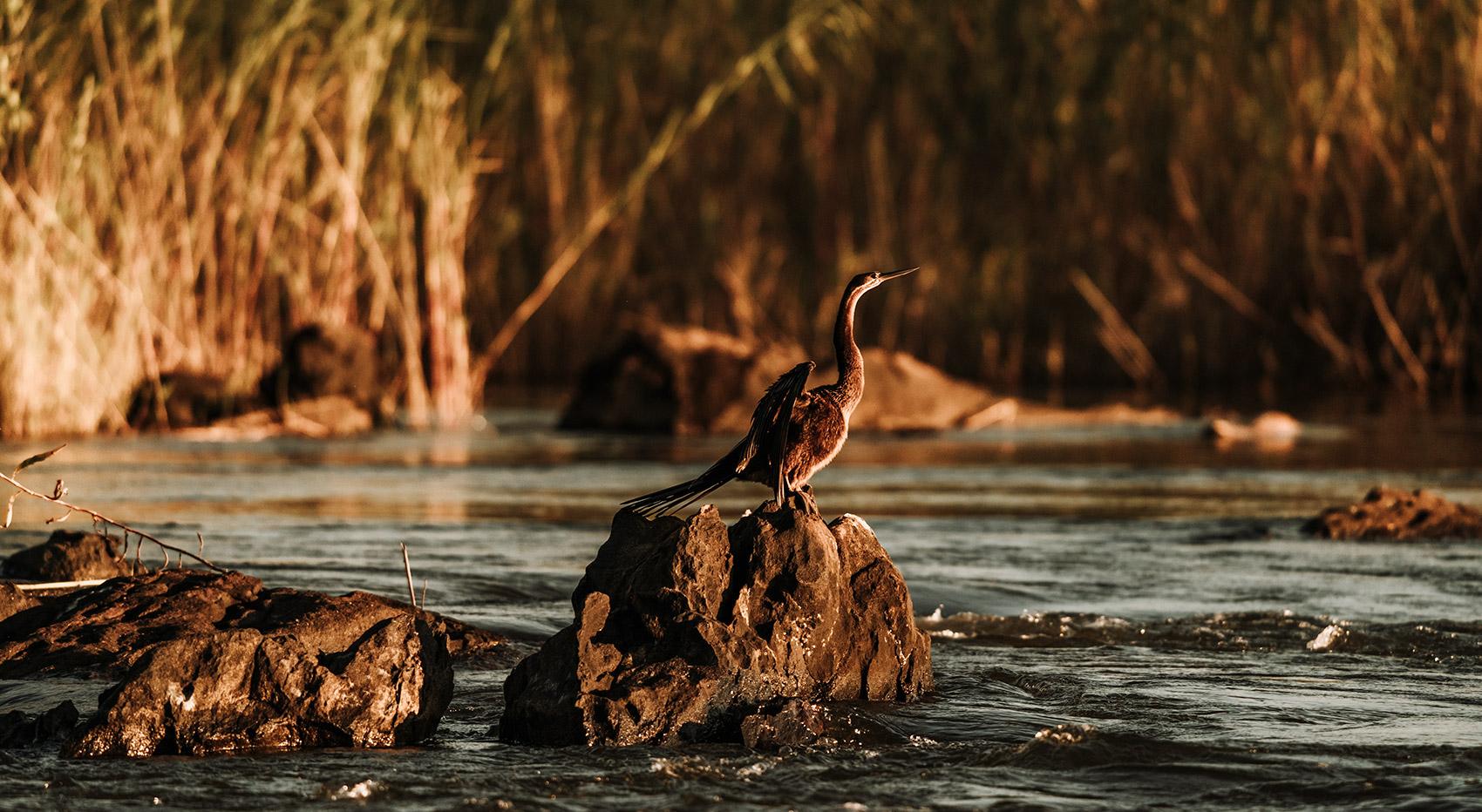 Wasservogel in Flusslandschaft in der Sambesi-Region Wasservogel in Flusslandschaft in der Sambesi-Region