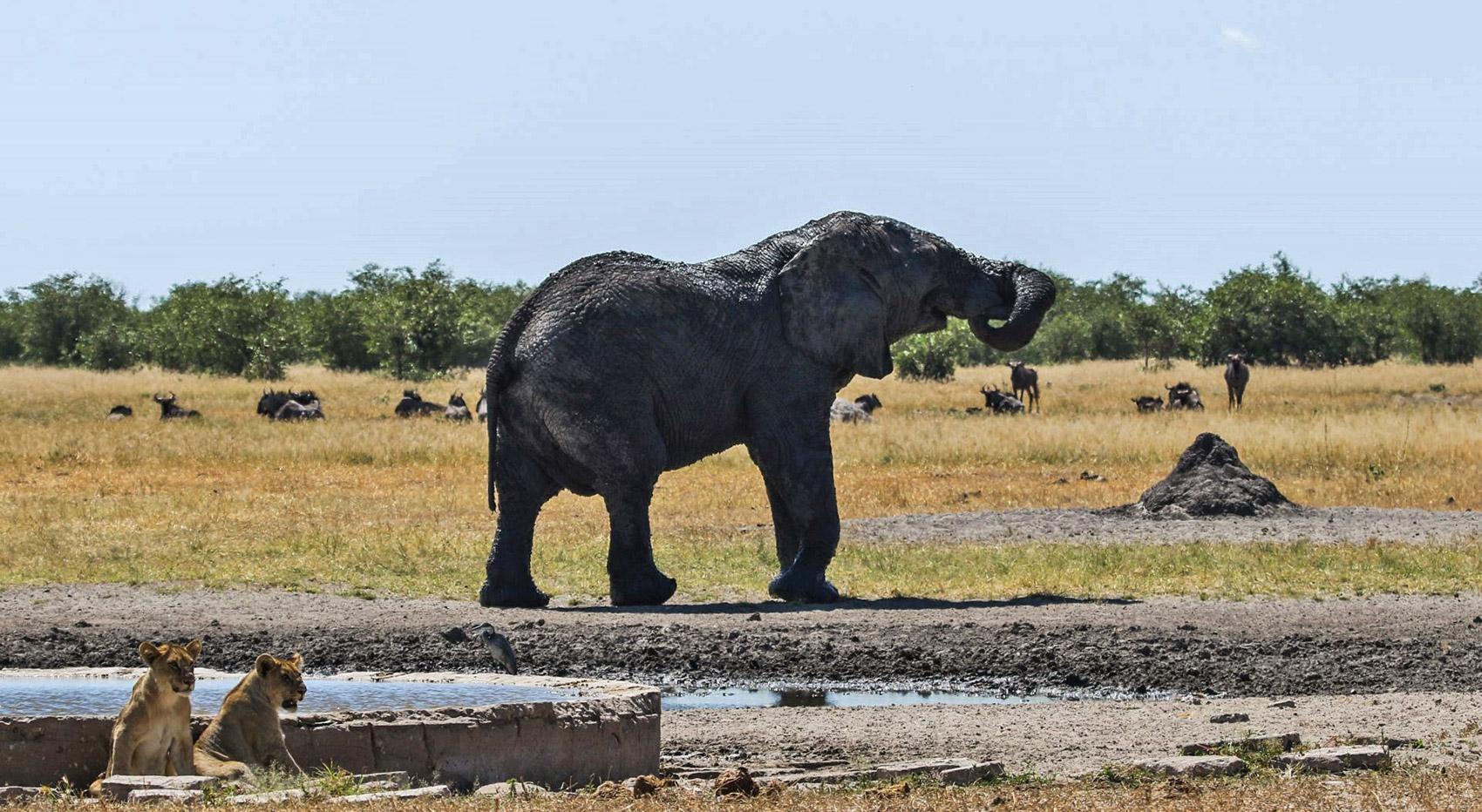 Elefant und Löwe am Wasserloch im Etosha Nationalpark Elefant und Löwe am Wasserloch im Etosha Nationalpark