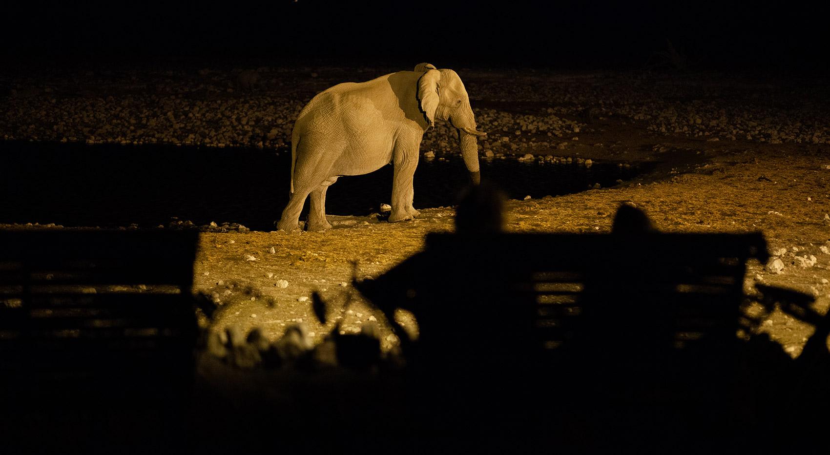 Leute auf der Bank, die nachts Elefanten am Wasserloch beobachten