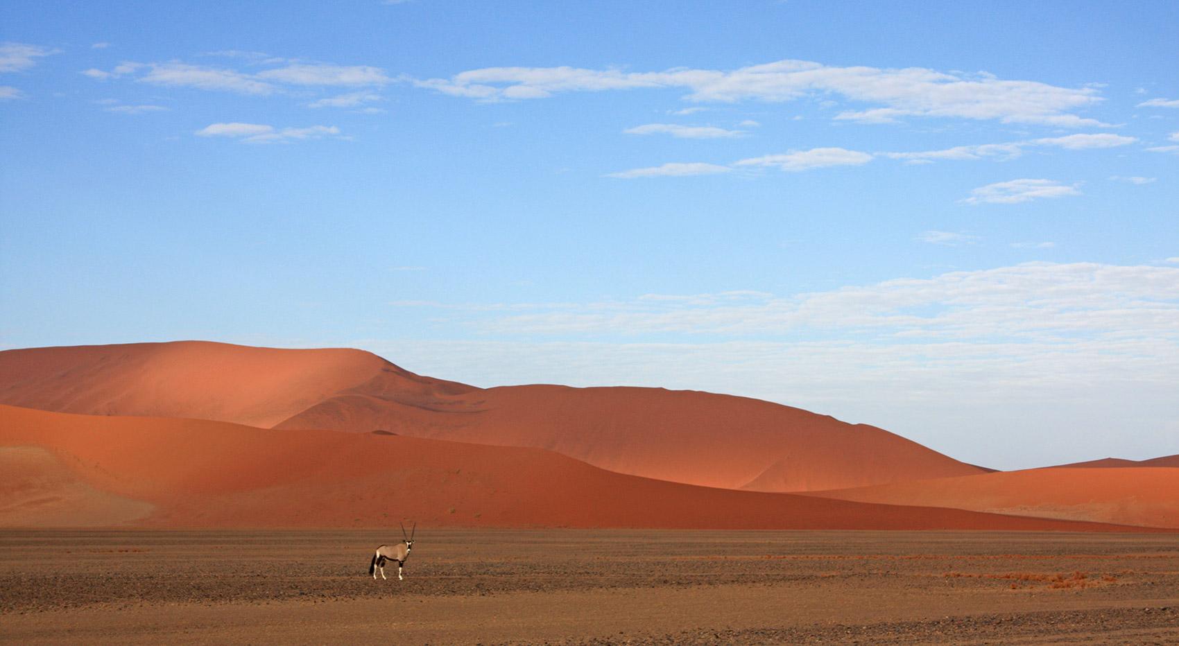 Oryx am Straßenrand Richtung Deadvlei Oryx am Straßenrand Richtung Deadvlei