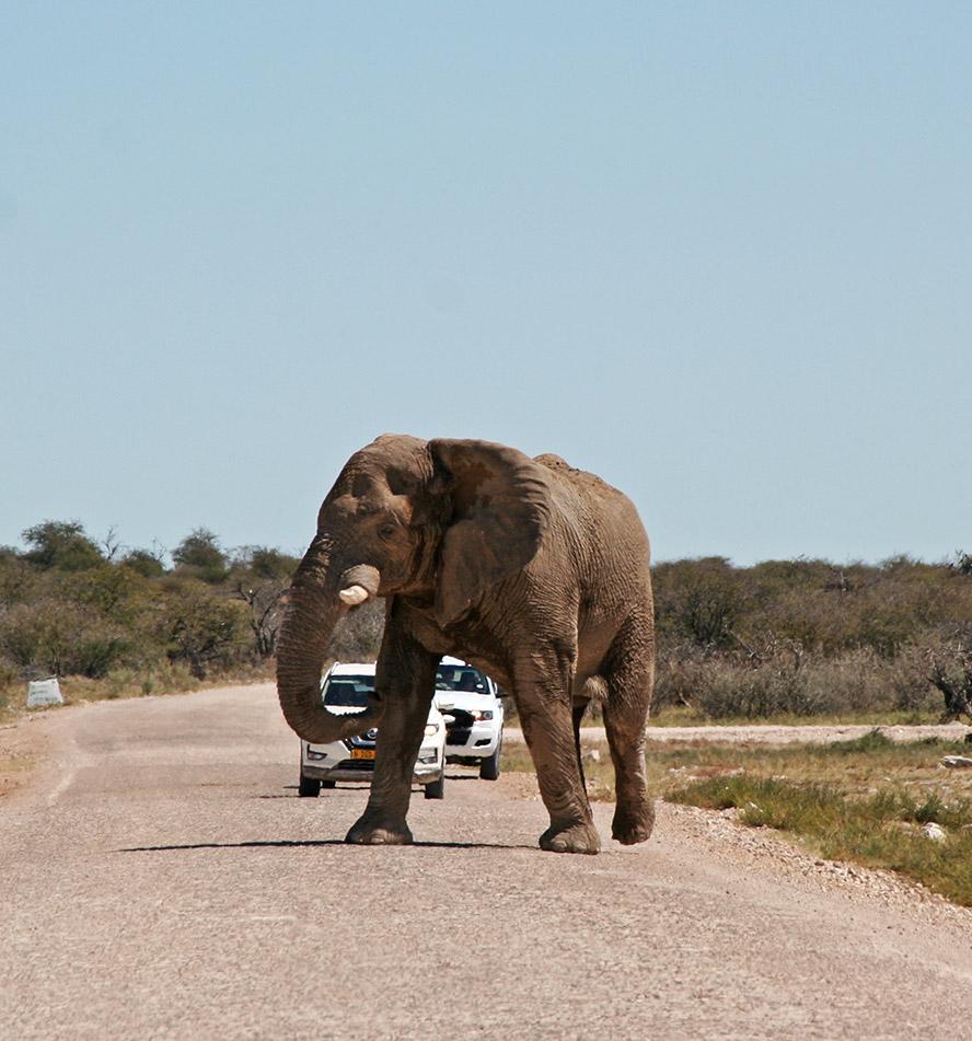 Etosha National Park