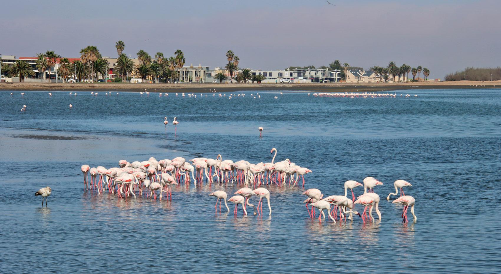 Flamingos at Walvis Bay Lagoon