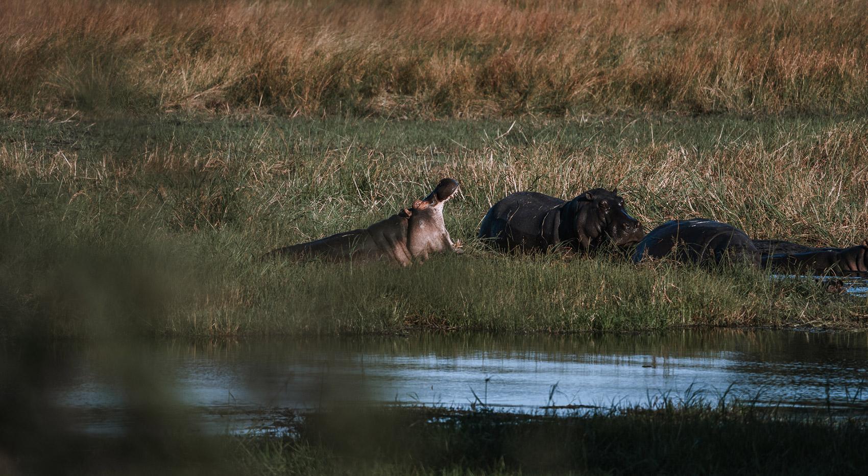Flusspferd mit geöffnetem Maul in Wasser und Grass Flusspferd mit geöffnetem Maul in Wasser und Grass