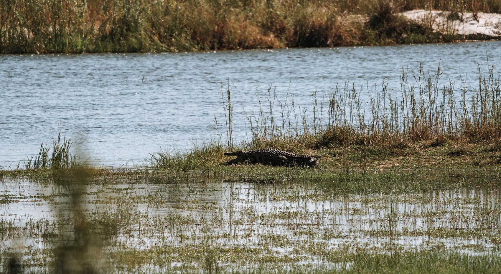 Krokodil in Flusslandschaft Krokodil in Flusslandschaft