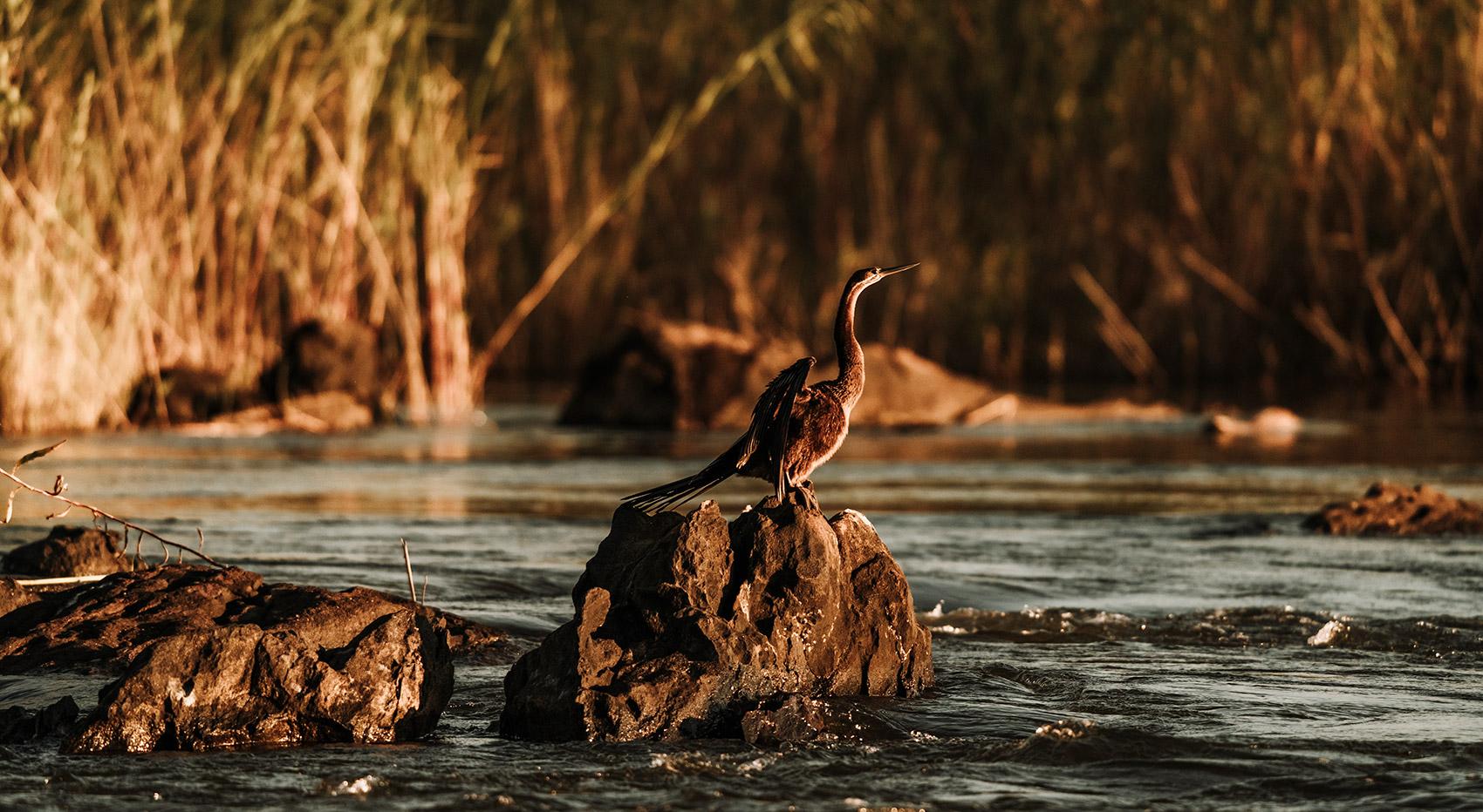 Wasservogel im Kwando Fluss Wasservogel im Kwando Fluss