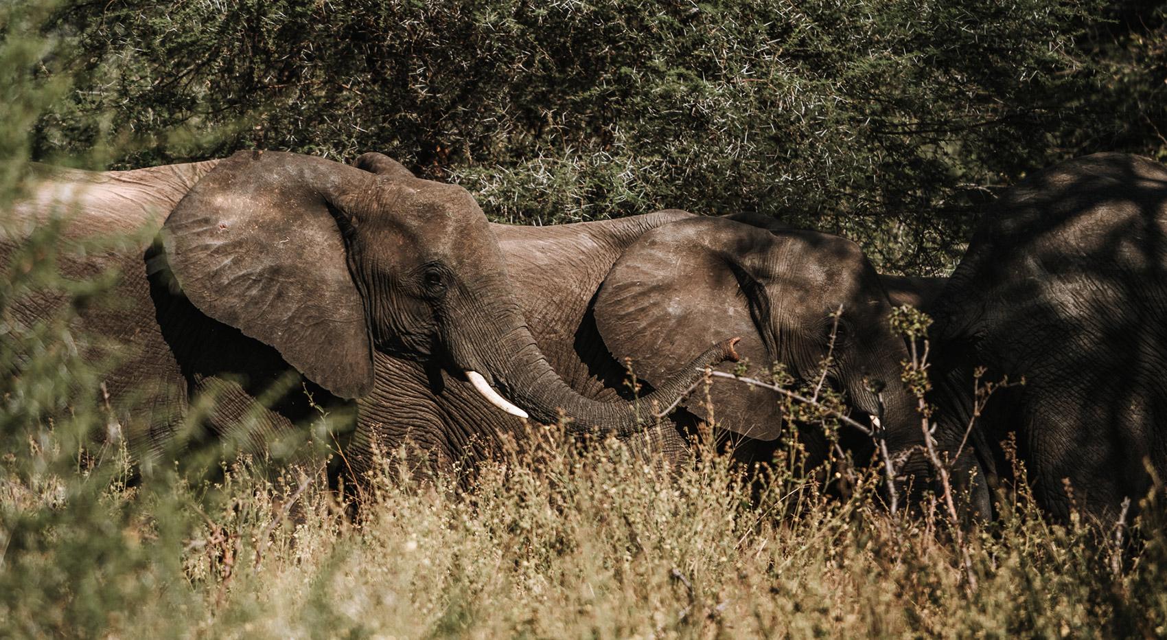 Elephant herd in Khaudum National Park Elephant herd in Khaudum National Park