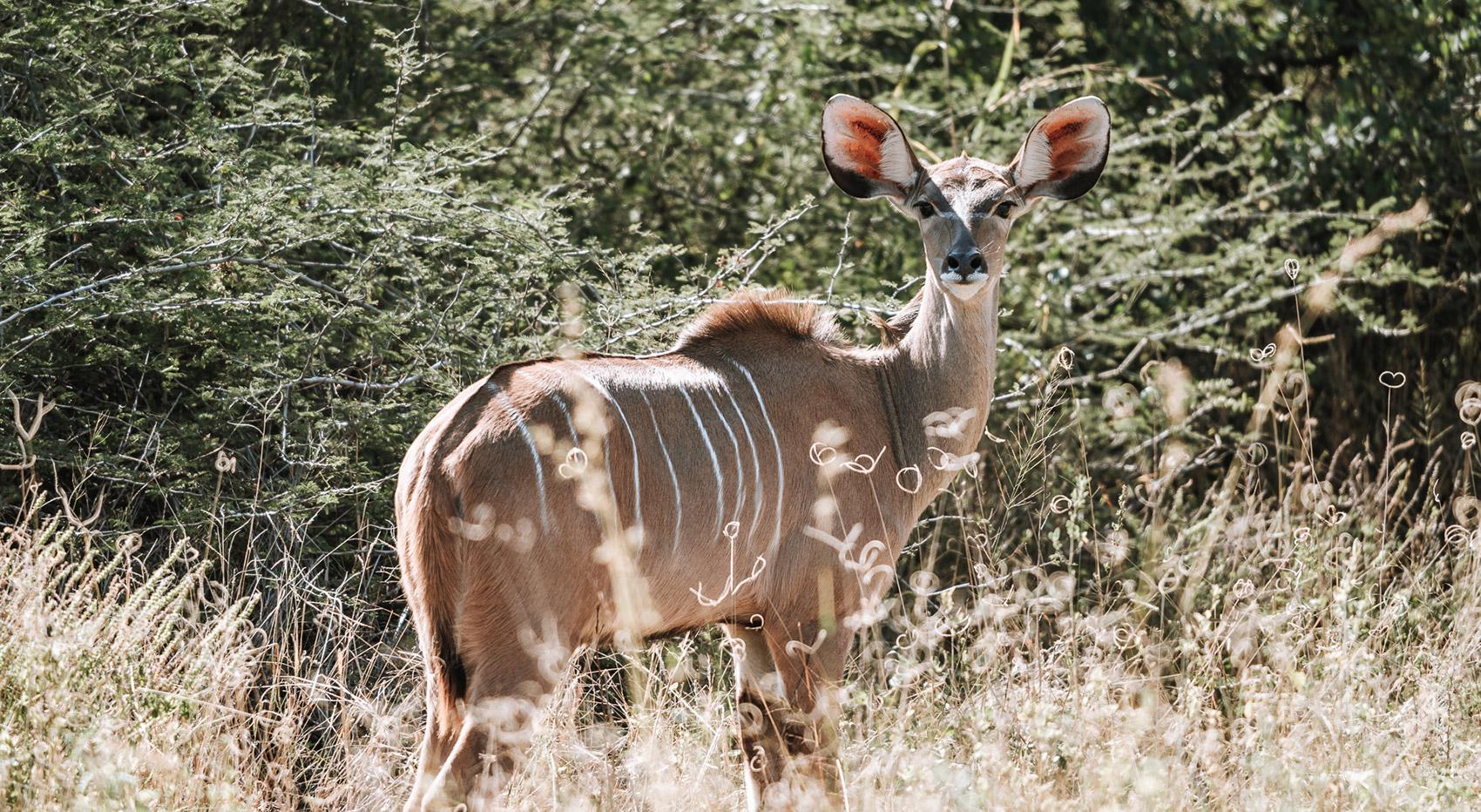 Female kudu antelope Female kudu antelope
