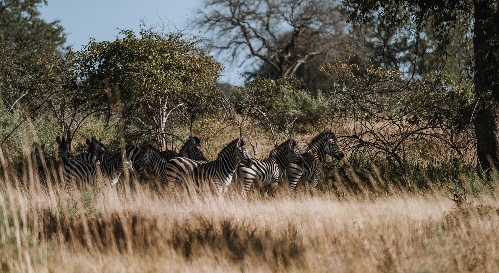 Zebra herd in Khaudum National Park Zebra herd in Khaudum National Park