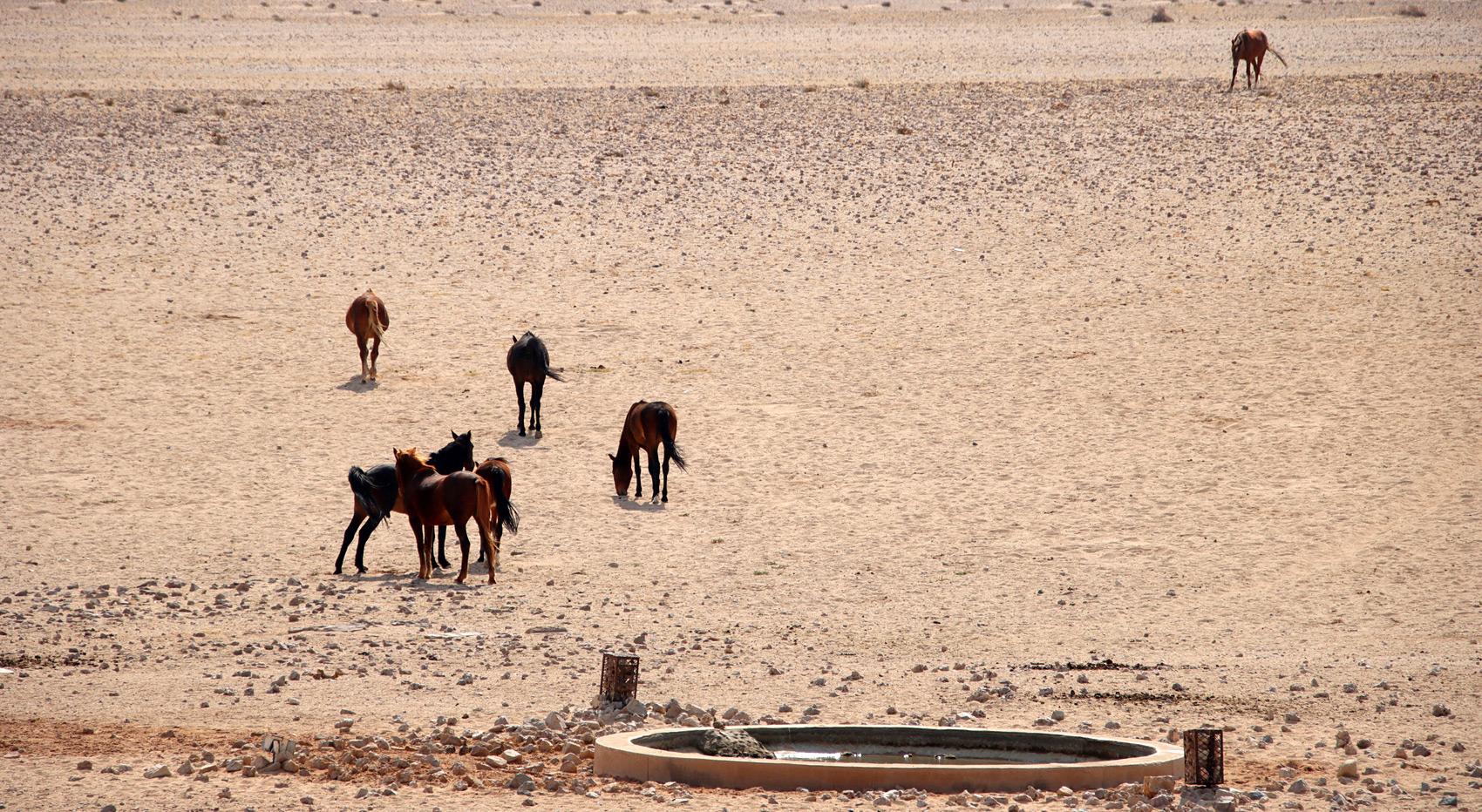 Garub Wasserstelle Wildpferde Namibia Garub Wasserstelle Wildpferde Namibia