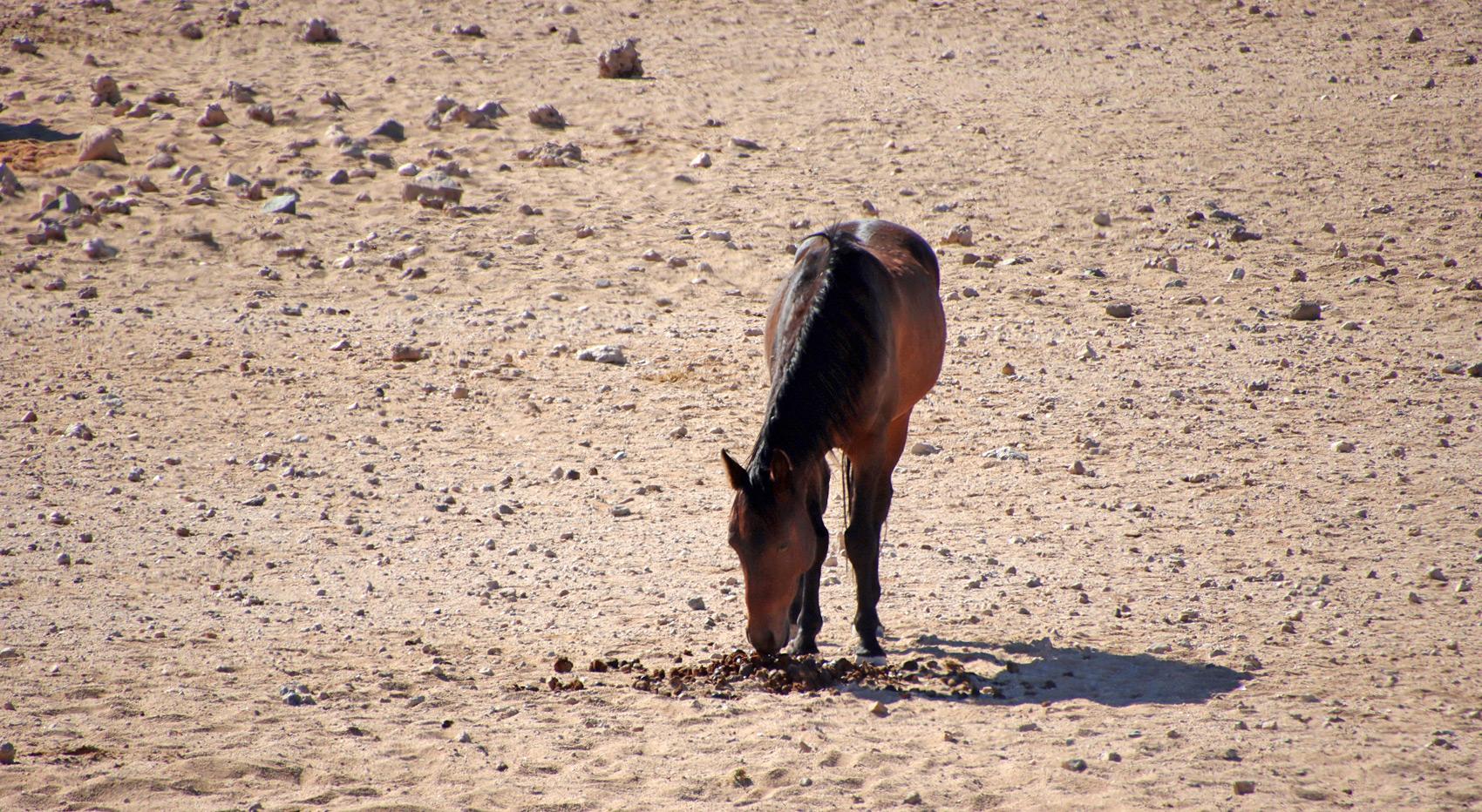 Wildpferde Namib Koprophagie Wildpferde Namib Koprophagie