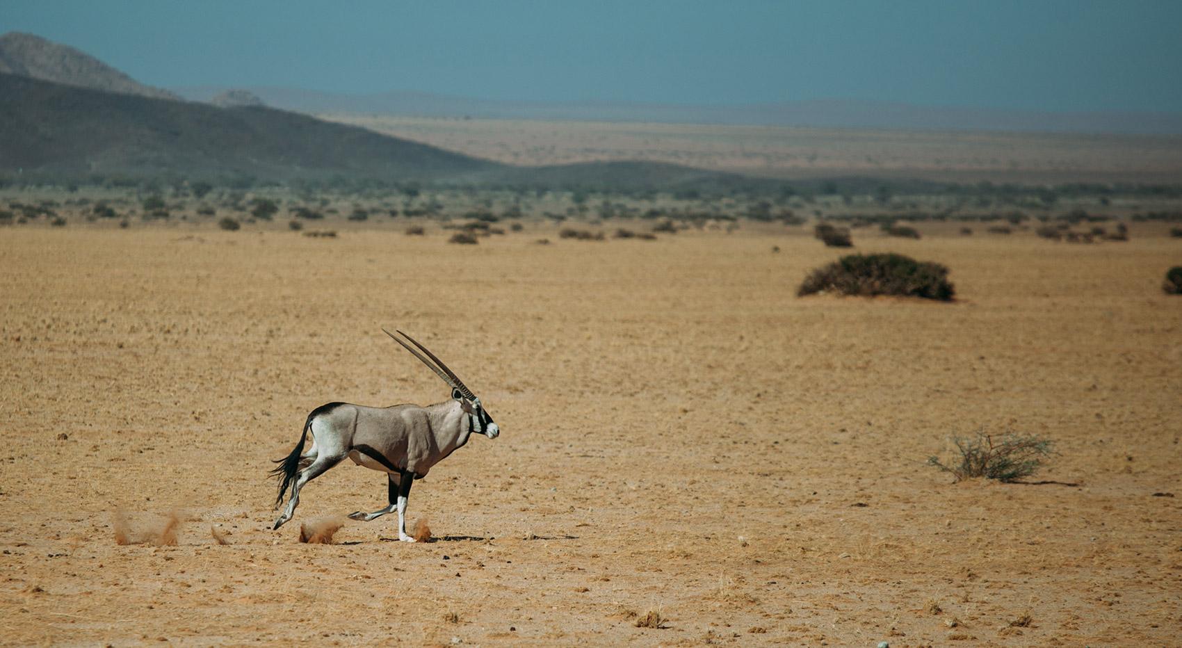 Oryx in der Namib Wüste