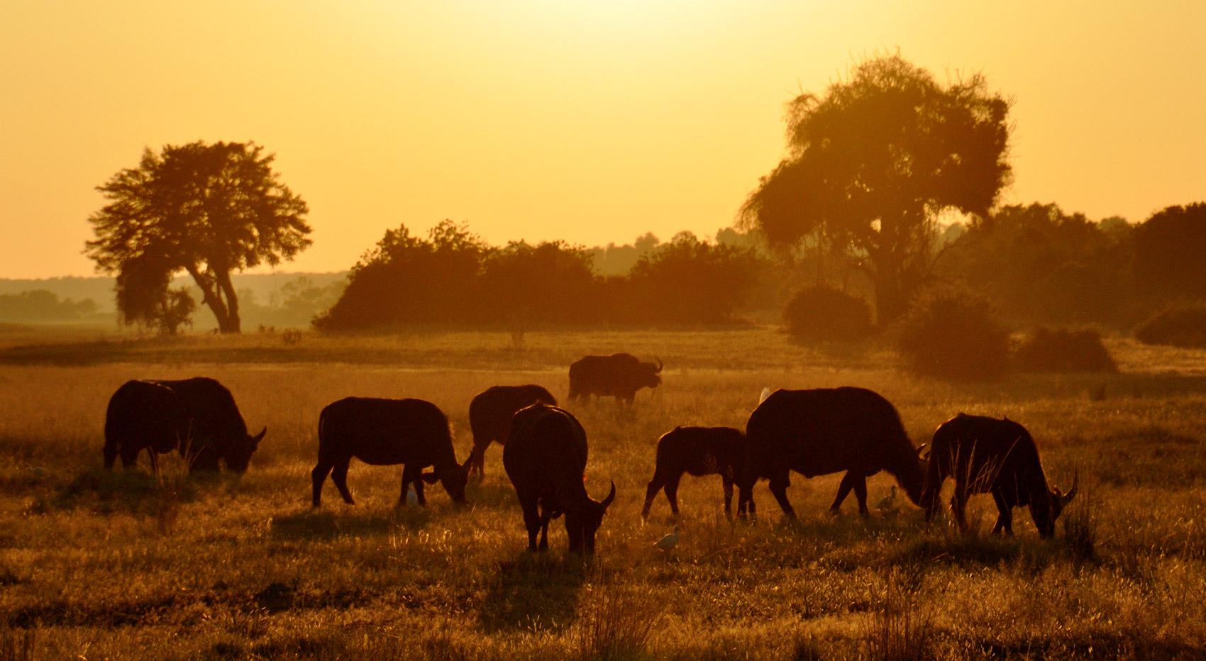 Wo kann man die Big Five Büffel in Namibia sehen Wo kann man die Big Five Büffel in Namibia sehen