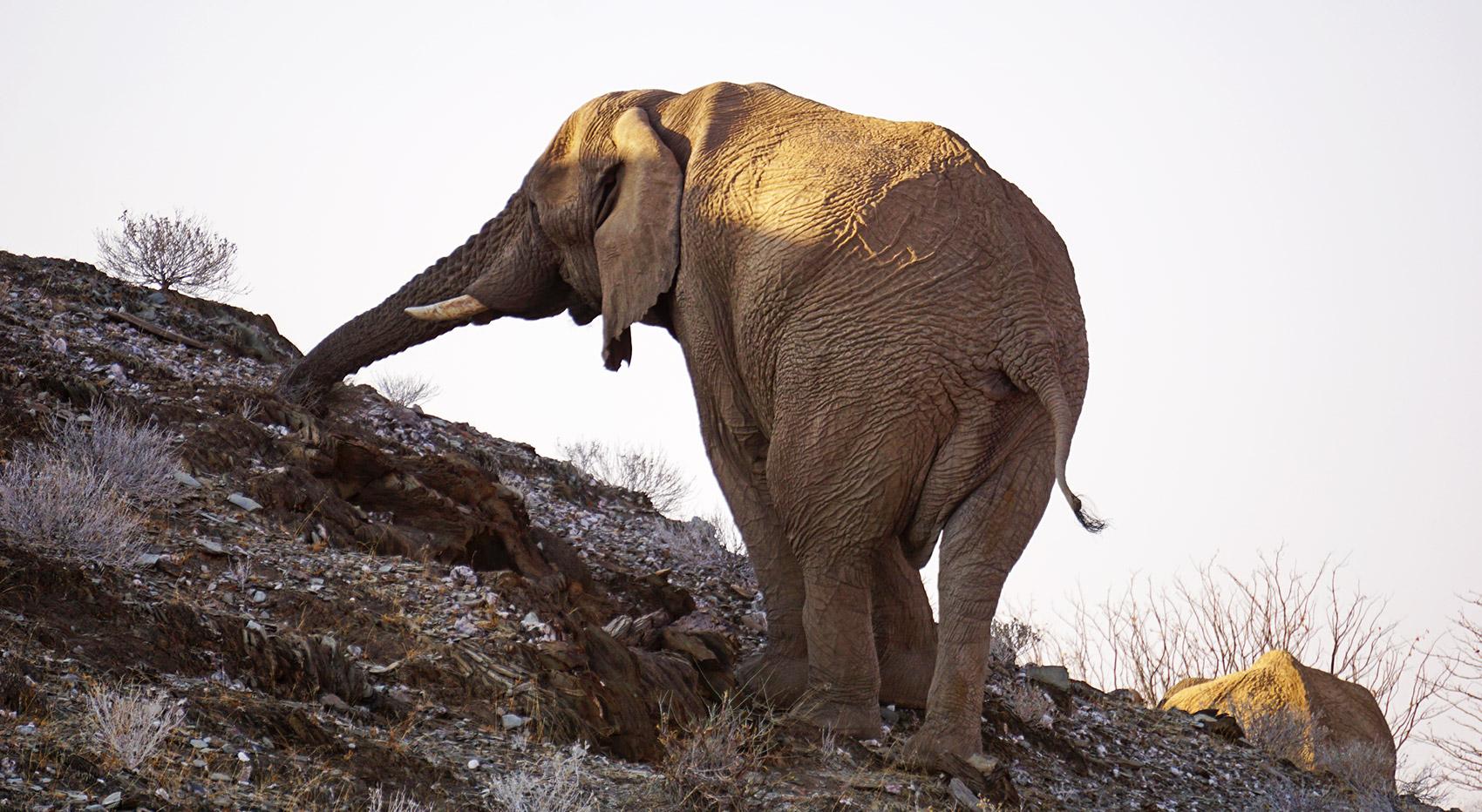 Wüstenelefant Namibia Wüstenelefant Namibia