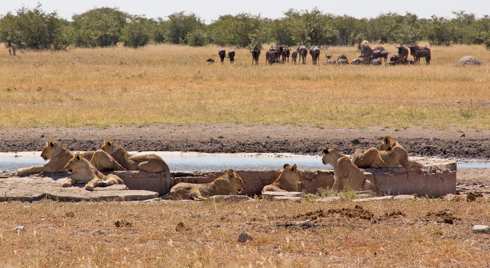 Löwen Wasserloch Etosha Nationalpark Löwen Wasserloch Etosha Nationalpark
