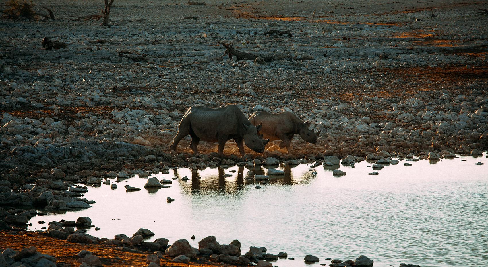 Nashörner Big Five Wasserloch Etosha Nationalpark Nashörner Big Five Wasserloch Etosha Nationalpark
