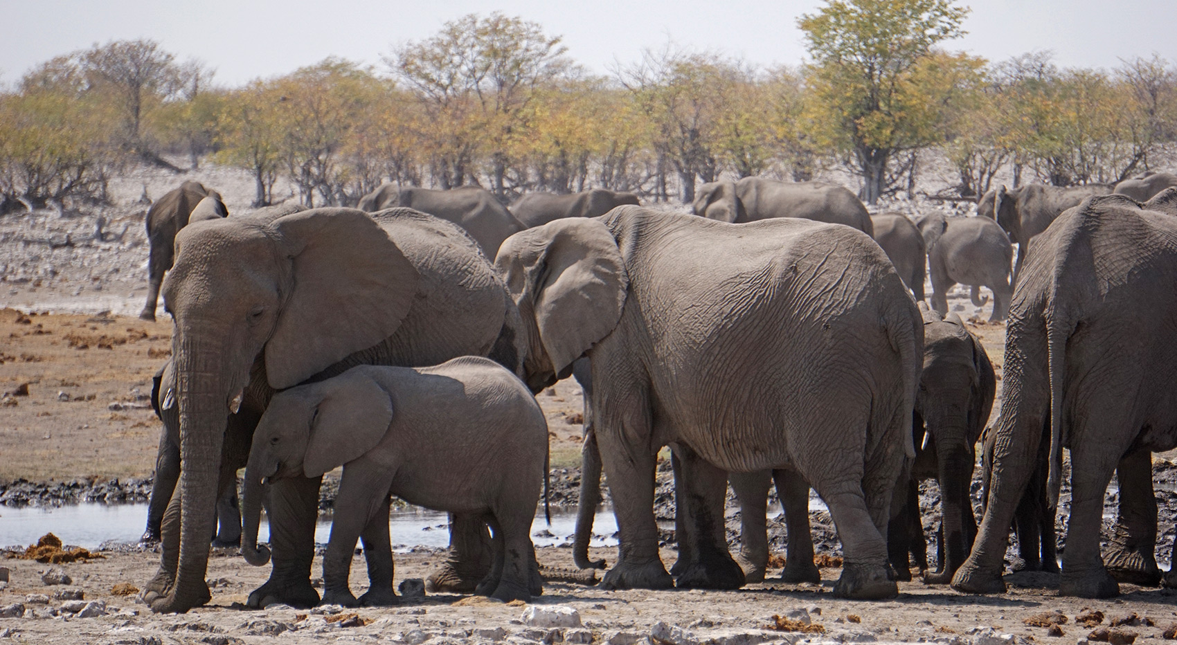 Etosha National Park elephants Etosha National Park elephants