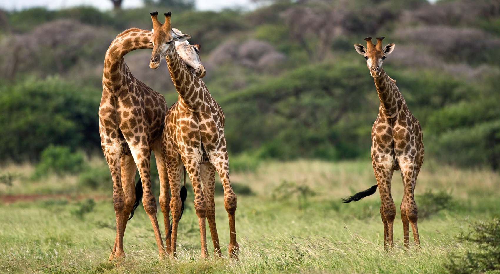 South Africa wildlife giraffes South Africa wildlife giraffes