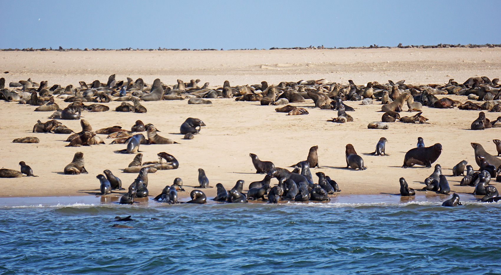 Walvis Bay seals Walvis Bay seals