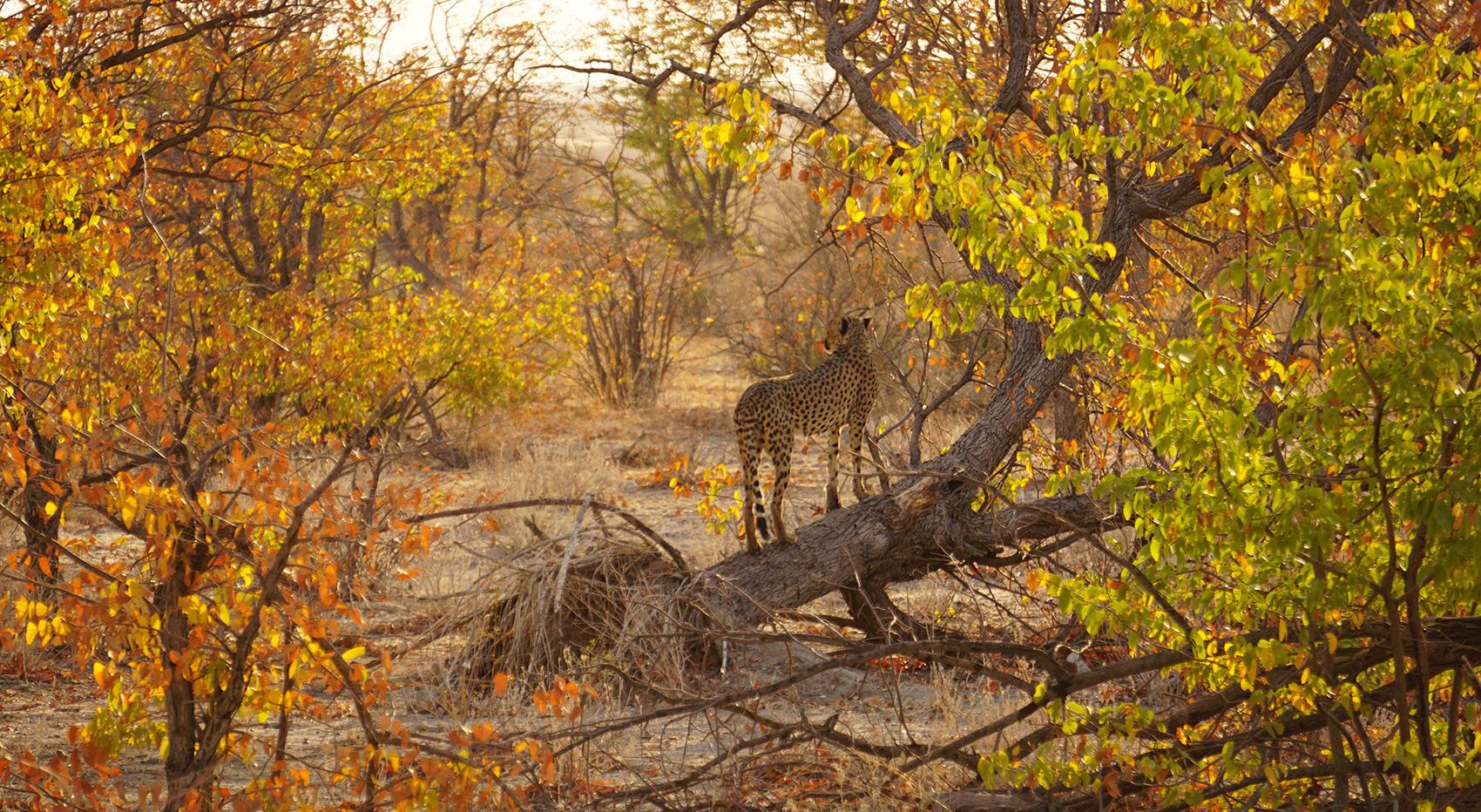 A cheetah stands on a fallen Mopani tree and looks into the distance, the leaves are green and orange.
