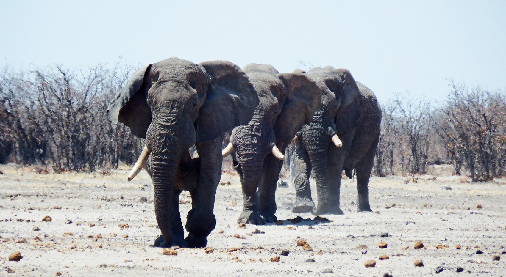 Elephants on their way through the white dust of the Etosha Pan during the dry season, the best time for wildlife viewing in Etosha National Park.