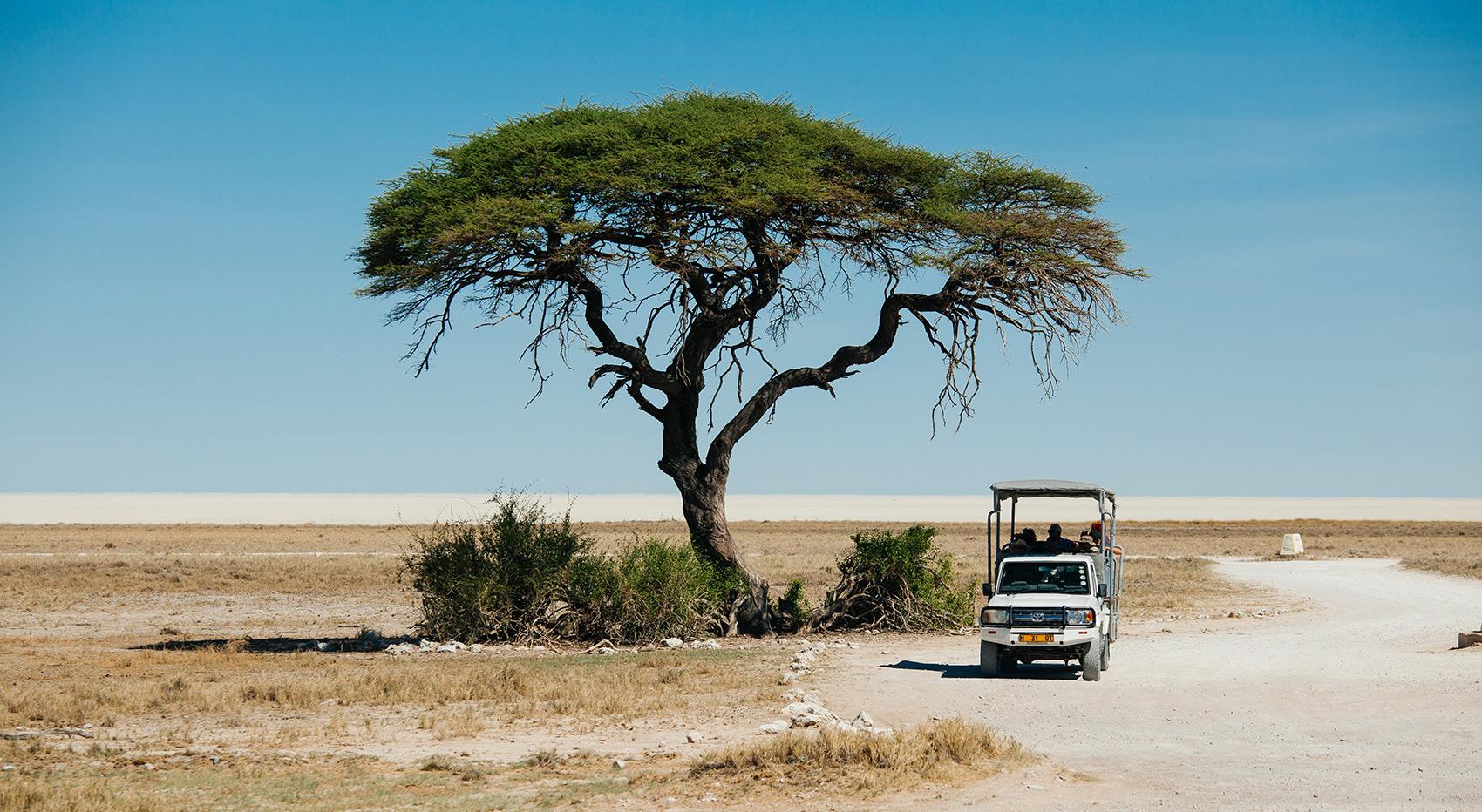A safari vehicle is parked next to an Acacia tree with the Etosha Pan in the background.
