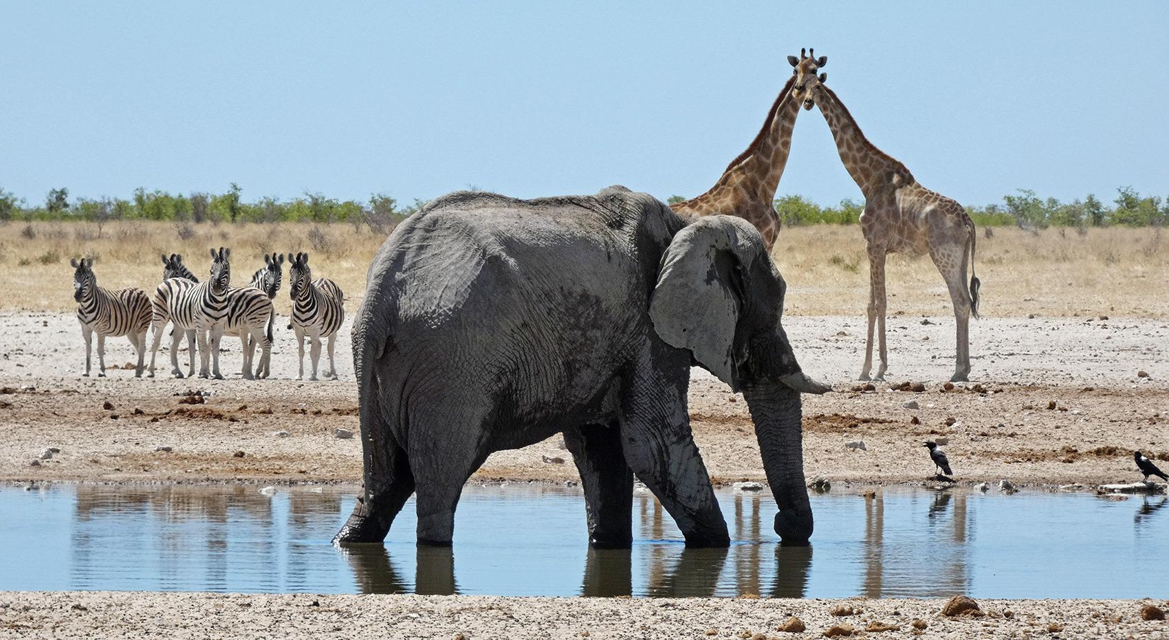 An elephant drinking at a shallow waterhole with zebras and two giraffes in the background.