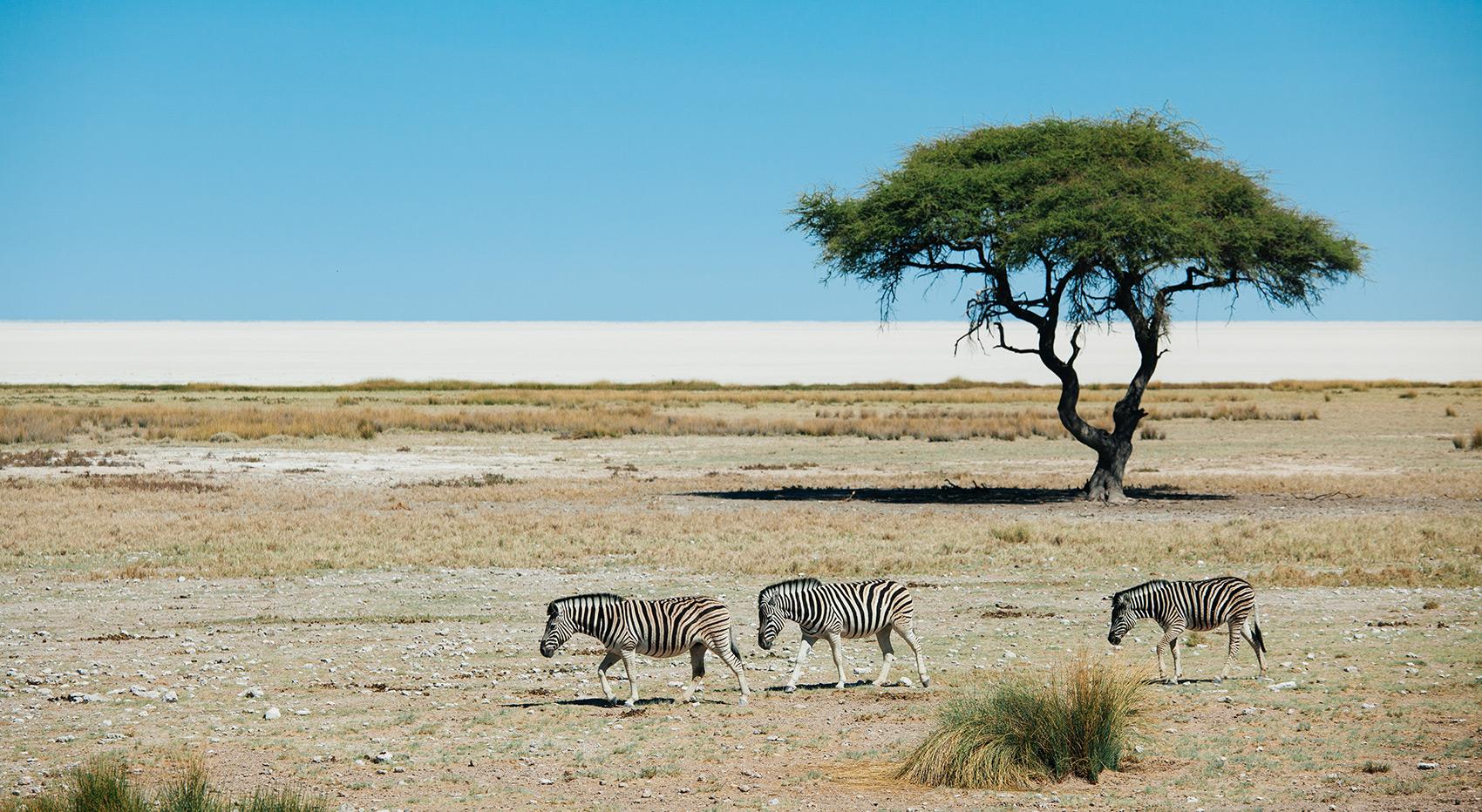 Zebras walking through the Etosha National Park with the Etosha Pan and an Acacia tree in the background. It's the dry season the best time to visit Etosha.
