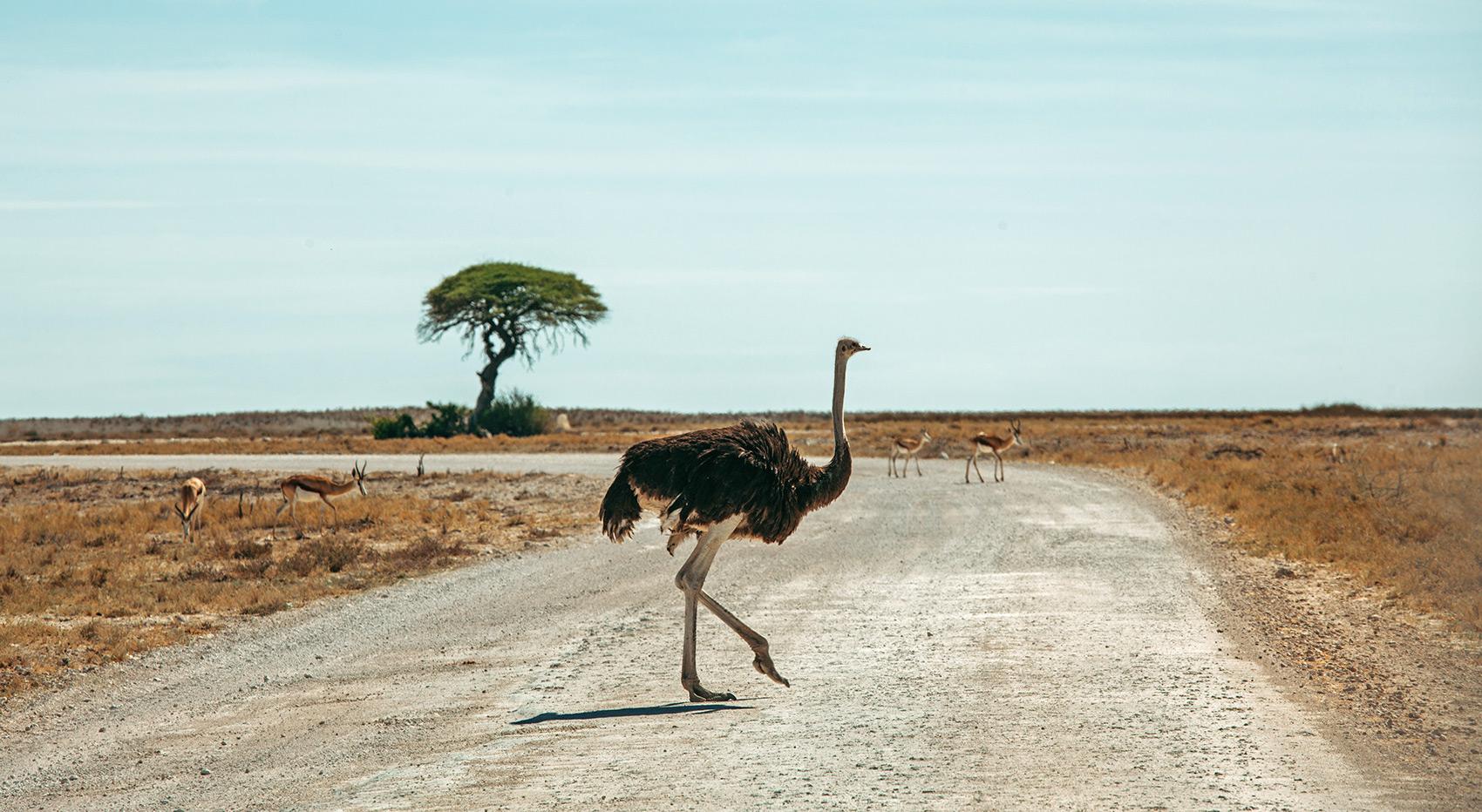 Ostrich and springboks in the background crossing a dusty road in Etosha.