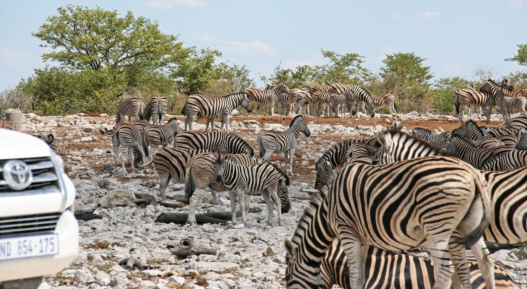 A herd of zebras stands on stony ground and a self-drive vehicle is parked right next to it.