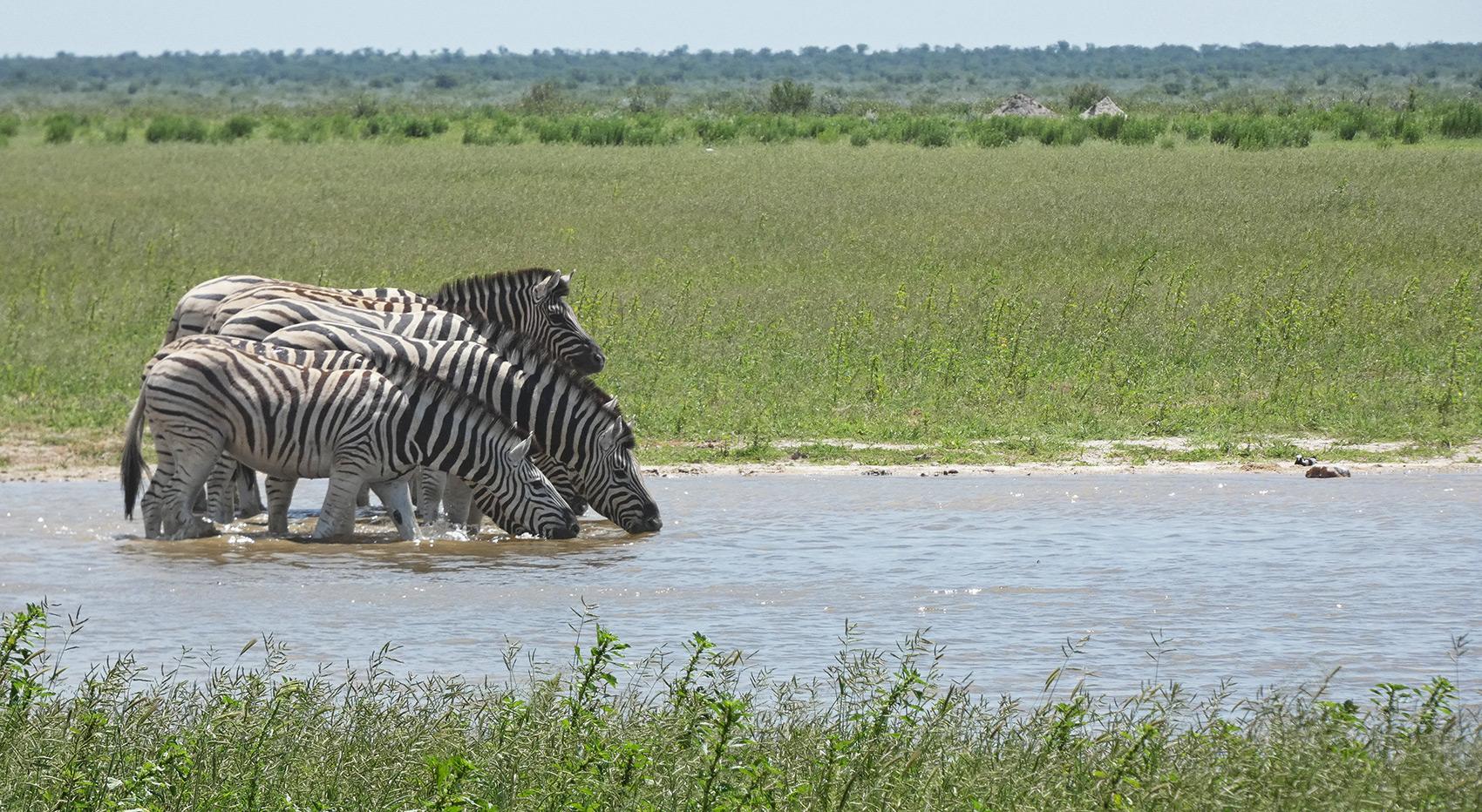 Zebras drinking at a waterhole surrounded by green grass.
