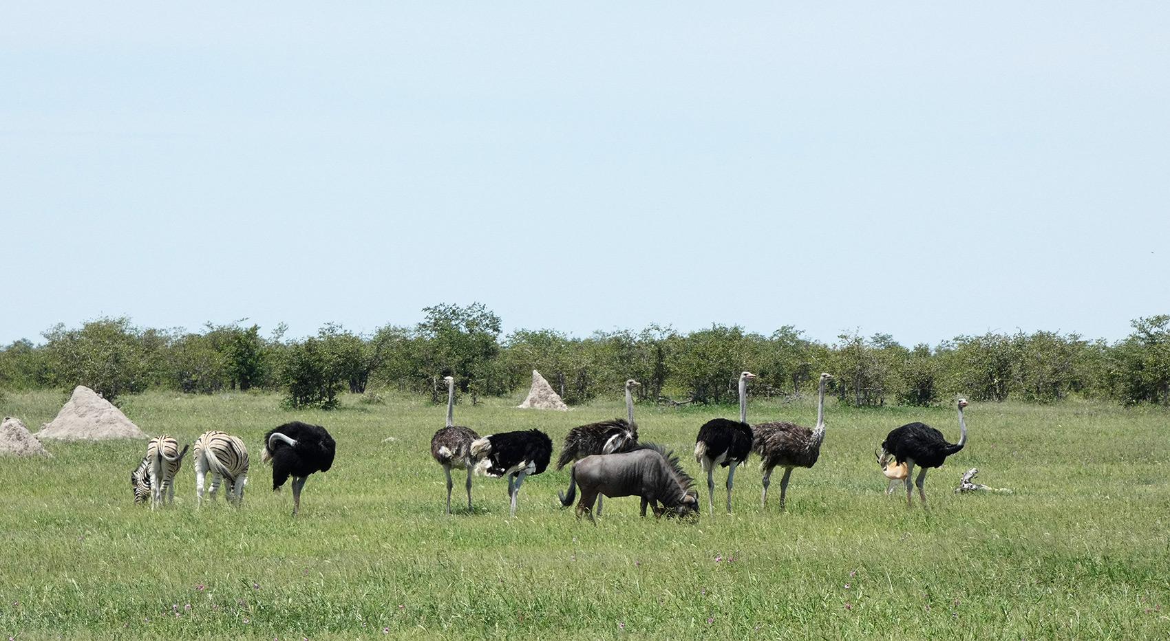 Ostrich, zebra and wildebeest stand on a green grassy landscape with termite mounts in the background.