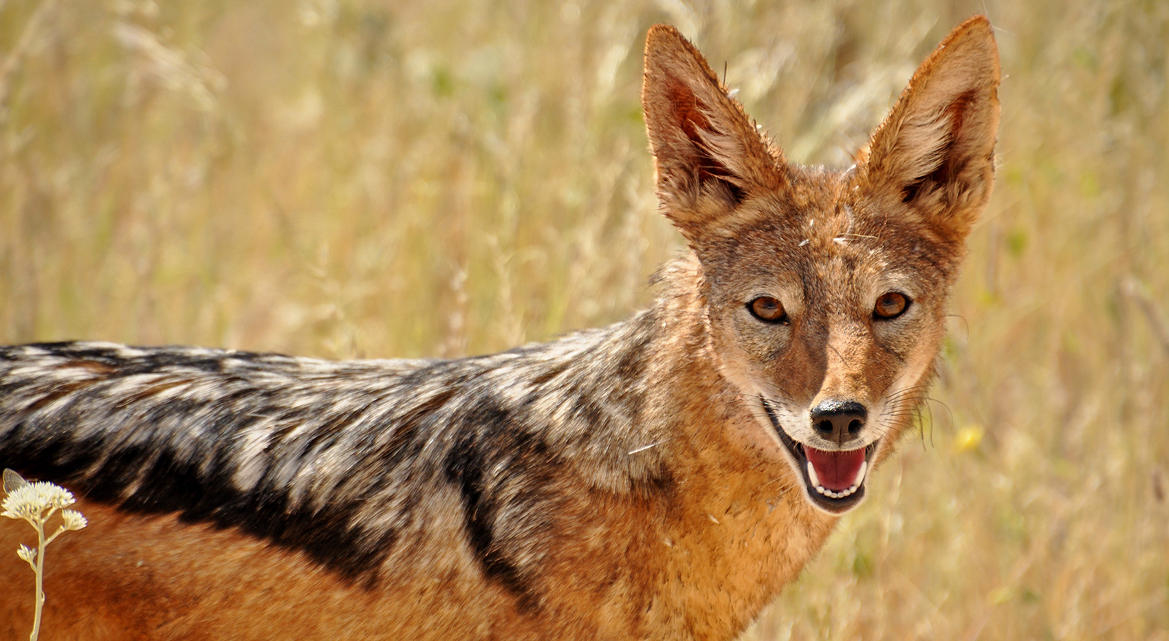 A jackal looking directly into the camera.