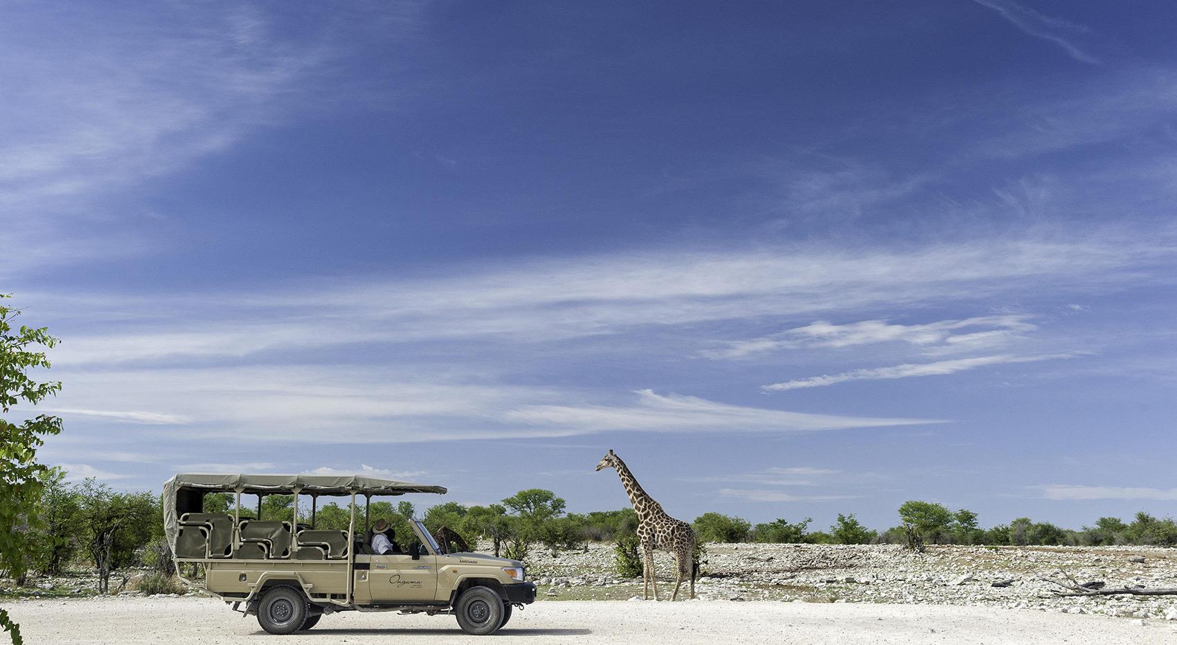 Onguma Bush Camp safari vehicle stands in front of a single giraffe,