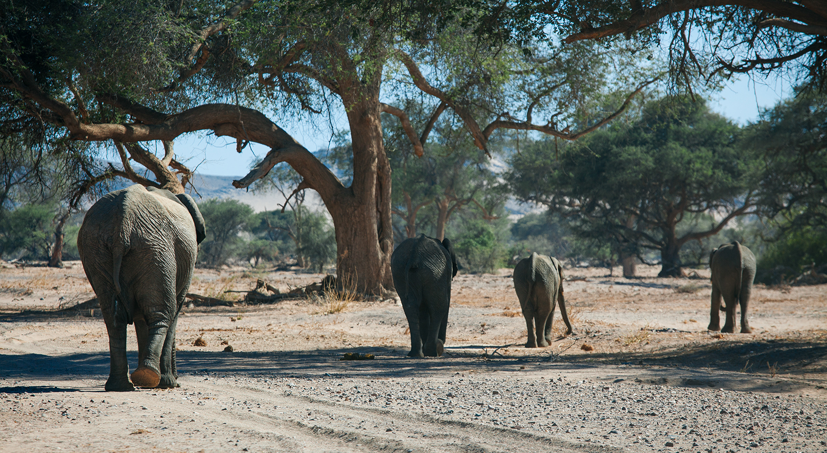 The desert elephants in Damaraland walk through a dry riverbed. The desert elephants in Damaraland walk through a dry riverbed.