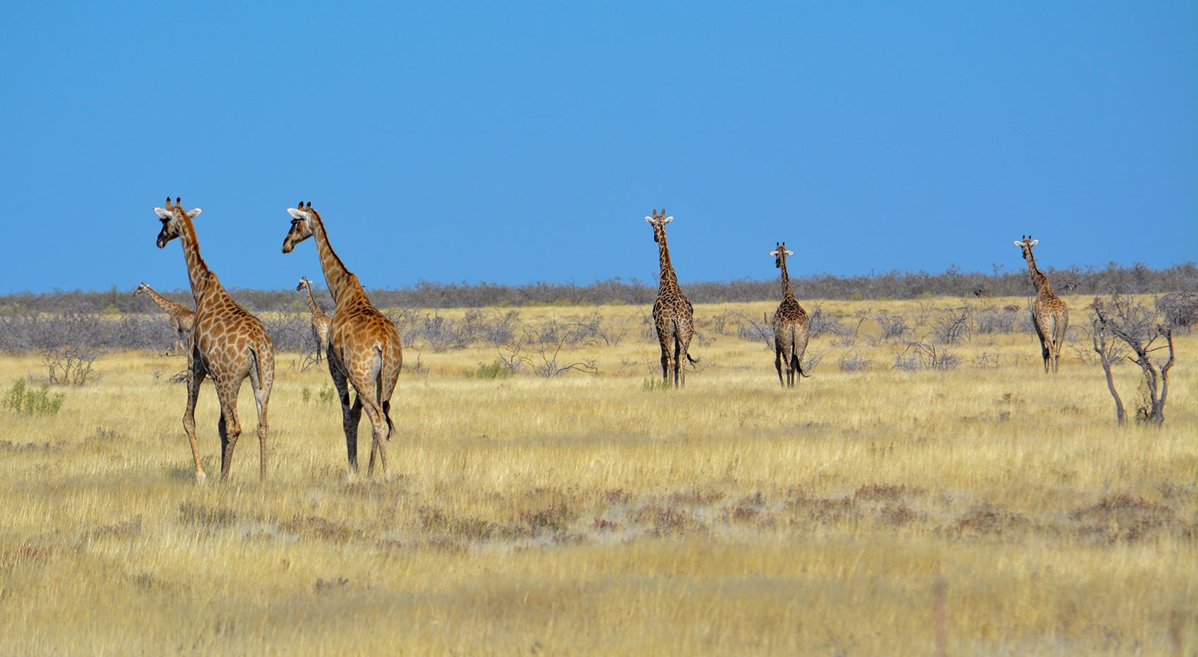 A group of giraffes walks through the Etosha National Park. Namibia in July is the best time for a safari. A group of giraffes walks through the Etosha National Park. Namibia in July is the best time for a safari.