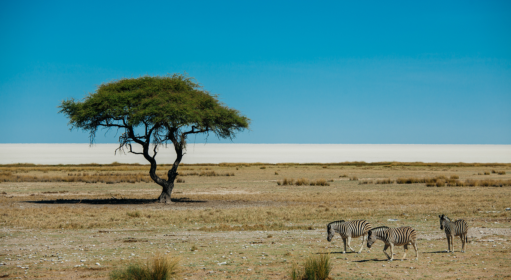 Zebras in Etosha in Namibia in July. In the background, you can see an Acacia tree and the Etosha Pan. Zebras in Etosha in Namibia in July. In the background, you can see an Acacia tree and the Etosha Pan.